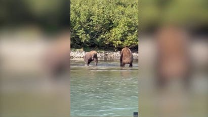 Two bears in Alaska fight over fishing position