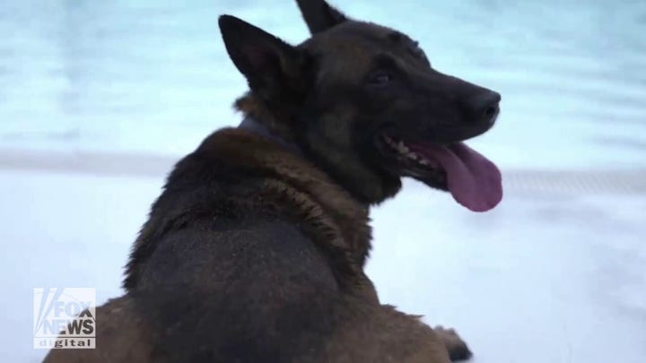 Dog days of summer! K-9s train with local police department at waterpark