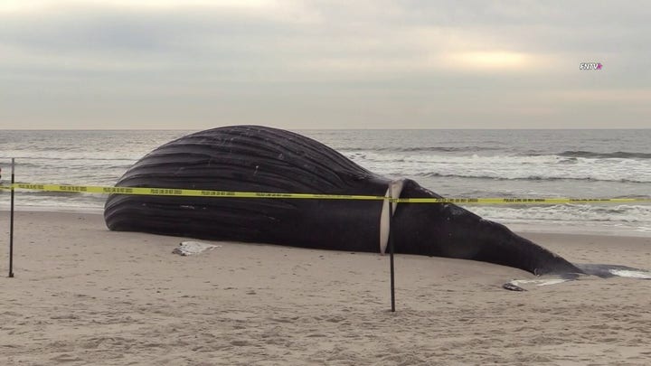 Officials discovered a large dead beached whale washed up on Lido Beach