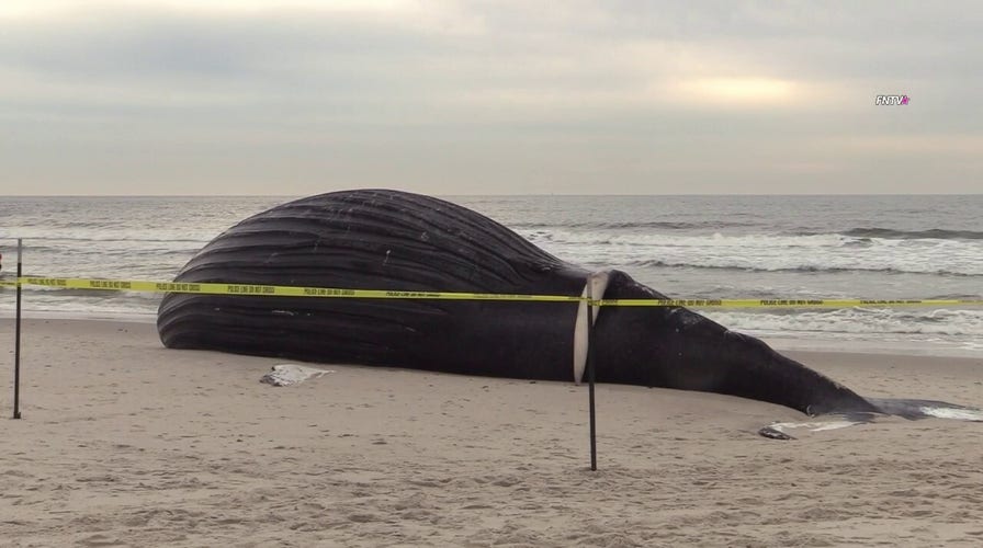 Officials discovered a large dead beached whale washed up on Lido Beach