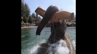 WATCH! Elephant has fun in the water - Fox News