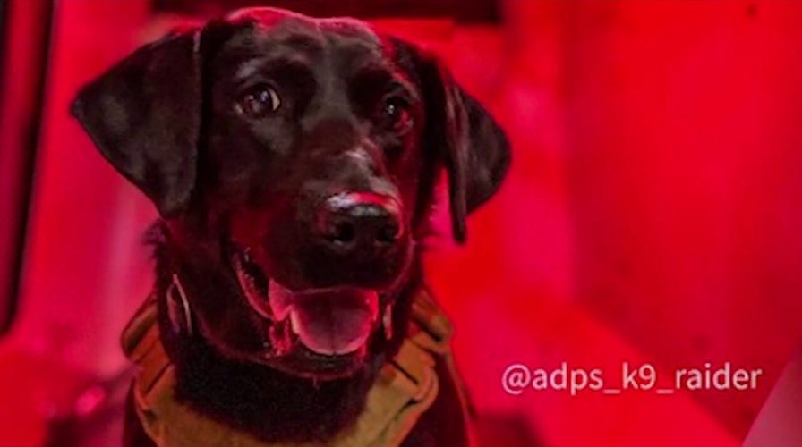 Georgia police dog 'Raider' takes down auto theft suspects