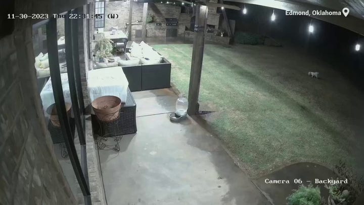 Courageous cat in Oklahoma chases off coyotes — saves dog's life
