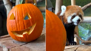 Red panda Bandit digs into grapes on jack-o'-lantern ahead of Halloween