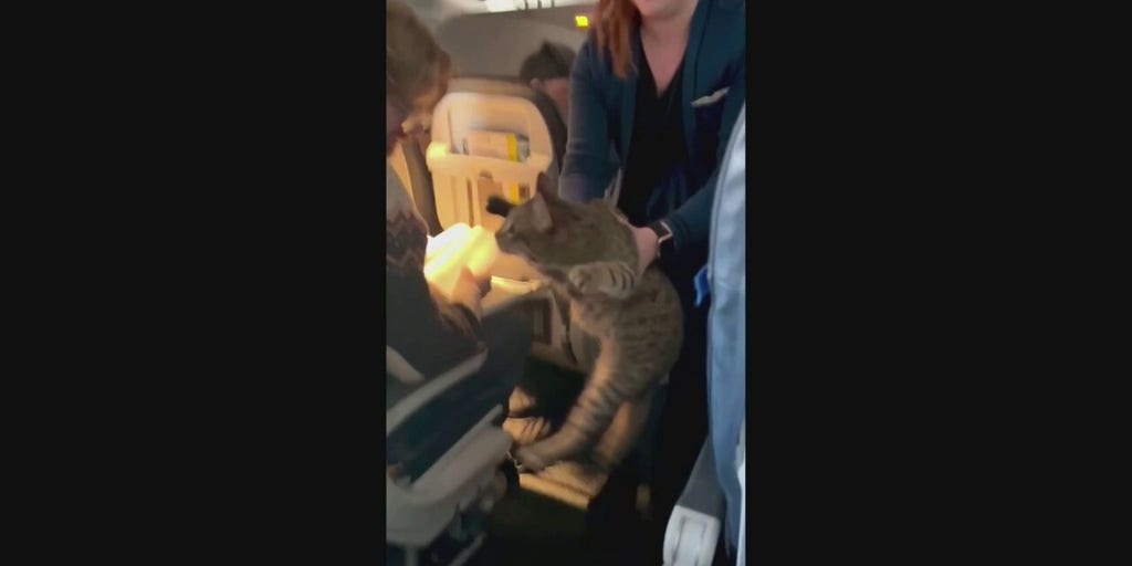 Cat breaks loose from carrier on airplane Fox News Video