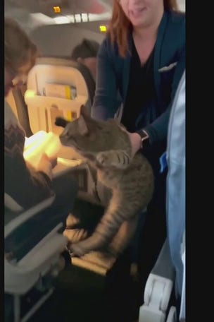 WATCH IT: Cat LOOSE in aisle on airplane