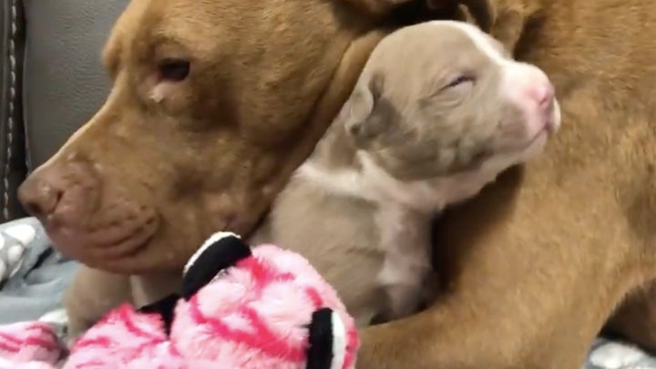 Puppies rescued by the Detroit Police Department