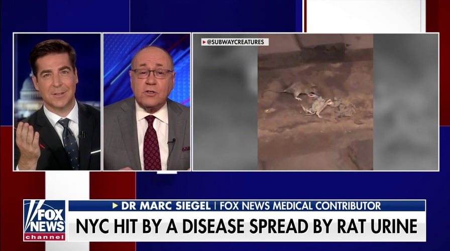 Deadly rat disease making New Yorkers sick