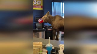 Moose raids popcorn stash at Alaska movie theater - Fox News