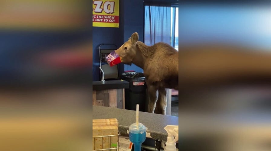 Moose raids trash can at Alaska movie theater