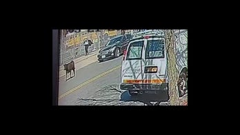 Cow runs wild through Brooklyn streets after escaping slaughterhouse