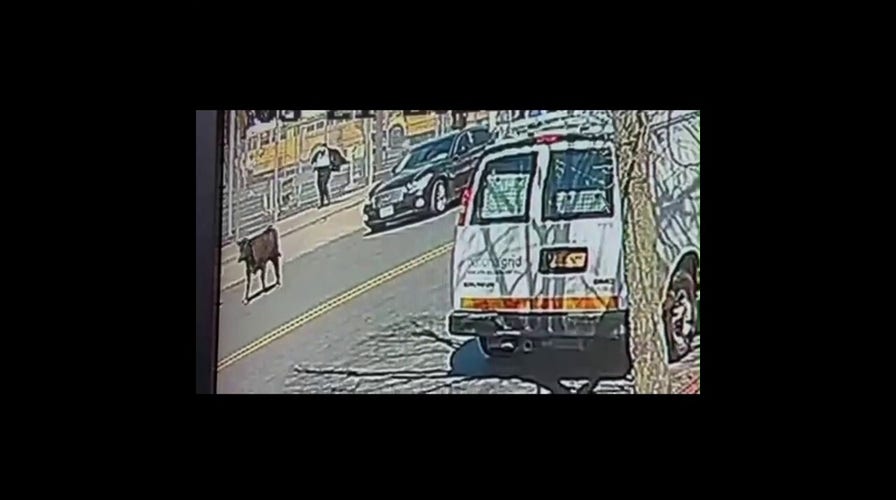 Cow runs wild through Brooklyn streets after escaping slaughterhouse