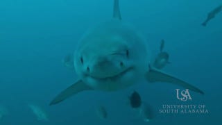 Female great white shark spotted off the Alabama coast - Fox News