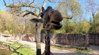 Veggie tales! Giraffe is seen munching on healthy snacks at local zoo - Fox News