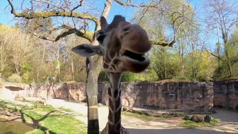 Veggie tales! Giraffe seen munching on healthy snacks at local zoo