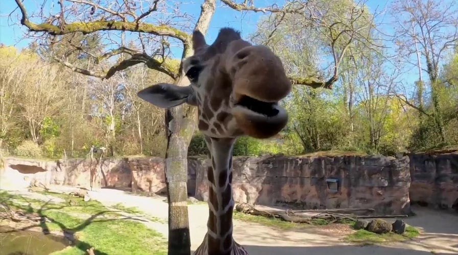 Veggie tales! Giraffe is seen munching on healthy snacks at local zoo