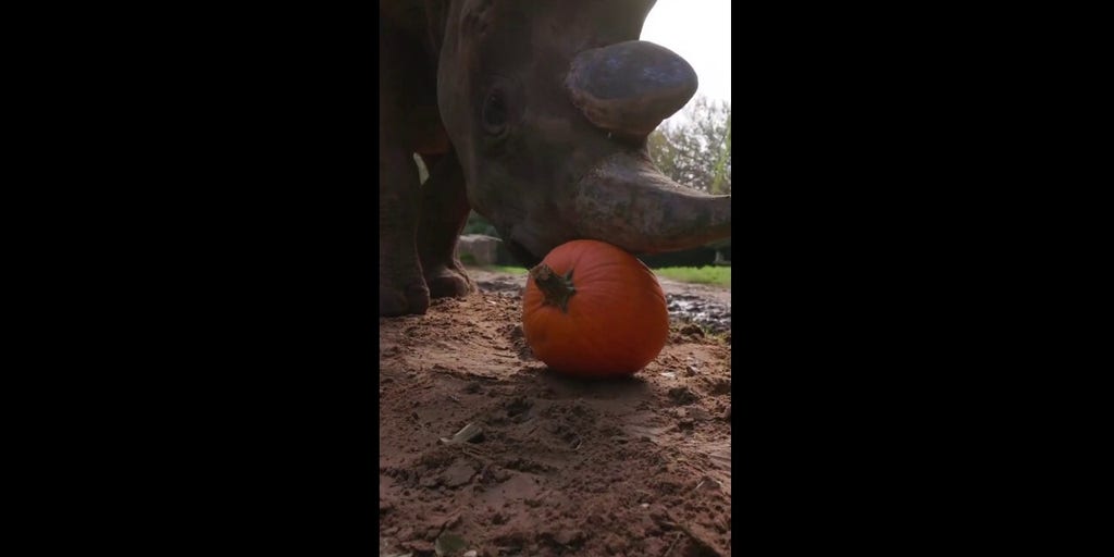 Rhino uses horn to expertly craft its own seasonal pumpkin pie creation