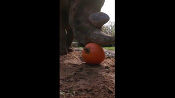 Rhino uses horn to expertly craft its own seasonal pumpkin pie creation