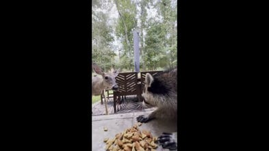 Deer gets stern warning after moving in on hungry raccoon's dog food