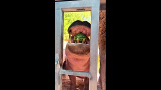 Hungry hippos enjoy delicious summer snack, eat watermelons in one big gulp