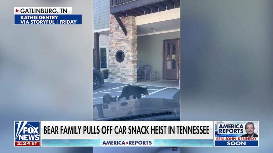 Bear family pulls off Tennessee snack heist
