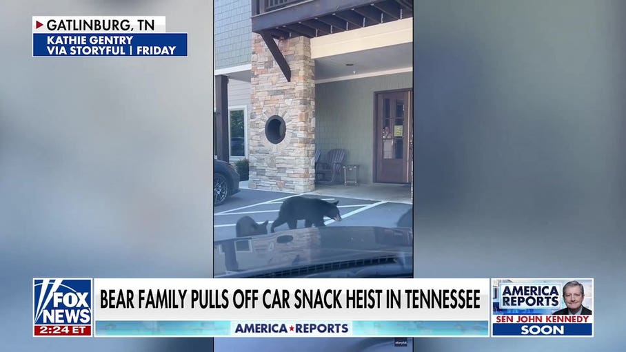 Bear family pulls off Tennessee snack heist