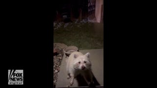Rare blonde raccoon captured on video nibbling on snacks outside Iowa home - Fox News