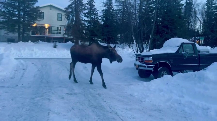 Alaska man finds himself on the same path as a large moose in Anchorage