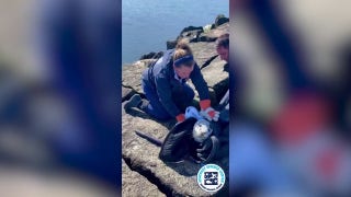 Seal pup trapped at New Hampshire park: Watch as rescuers work to free the animal - Fox News