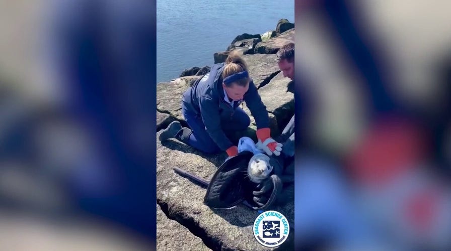 Seal pup trapped at New Hampshire park: Watch as rescuers work to free the animal
