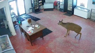 Minnesota deer barrels through local butcher shop, wrecking havoc - Fox News