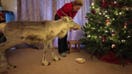 Reindeer thinks he’s a dog and hangs out by his family's Christmas tree