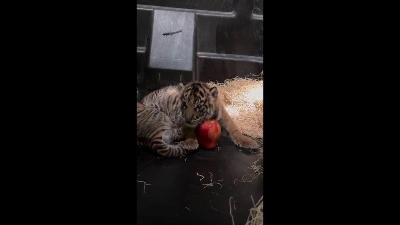 Memphis Zoo tiger cubs get adorable size check using apples for scale