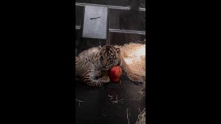 Memphis Zoo tiger cubs get adorable size check using apples for scale