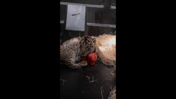 Memphis Zoo tiger cubs get adorable size check using apples for scale