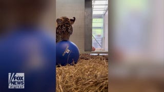 Rescue tiger cub at the Oakland Zoo unleashes her inner kitten - Fox News