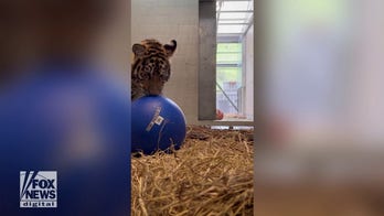 Rescue tiger cub at the Oakland Zoo unleashes her inner kitten