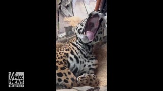 Oakland Zoo animals hold their own ‘yawn challenge’ - Fox News