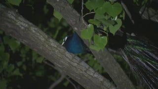 Bronx Zoo peacock attacks man, flees to tree perch - Fox News