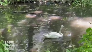 Baby swans spotted in this peaceful scene at New York zoo - Fox News