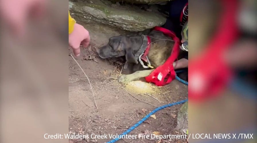 Dog is rescued after spending 3 days stuck in a Tennessee cave with a sleeping bear