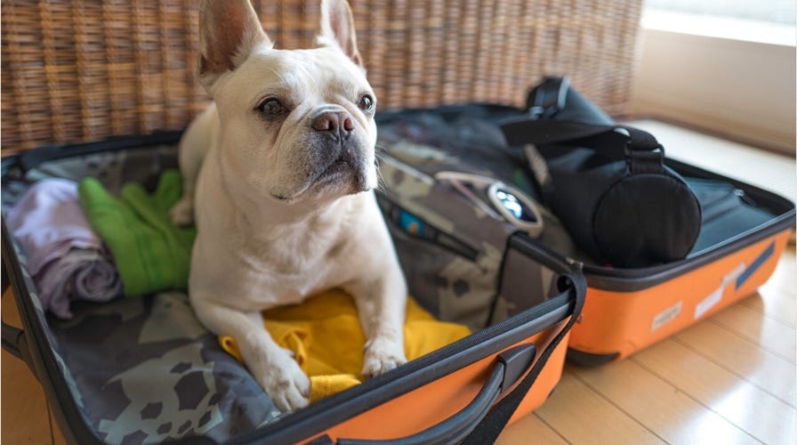 Coronavirus outbreak: How to travel with pets