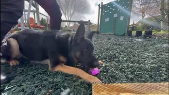 Police dog hunts for Easter eggs in sweet, festive video