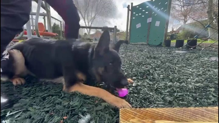 Police dog hunts for Easter eggs in sweet, festive video