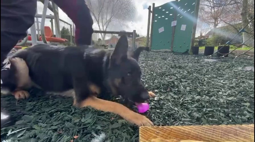 Police dog hunts for Easter eggs in sweet, festive video