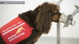 Dogs able to sniff coronavirus in human saliva, German study finds