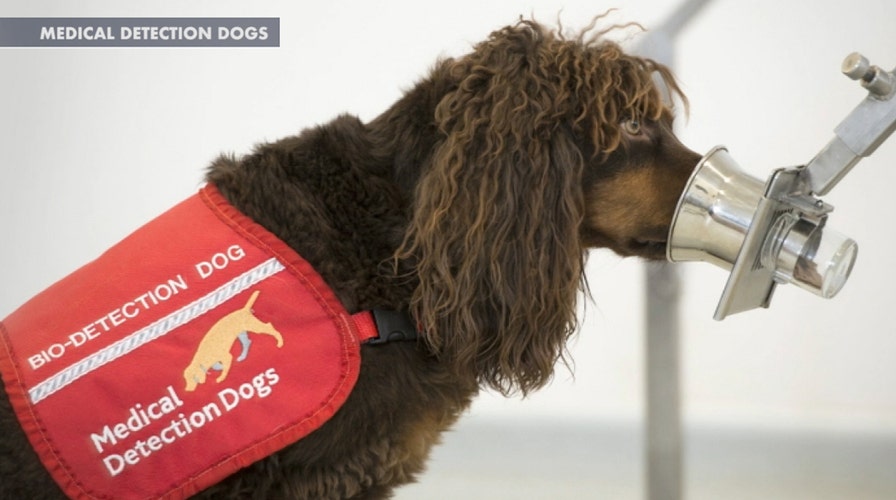 Dogs training to sniff out coronavirus in Britain