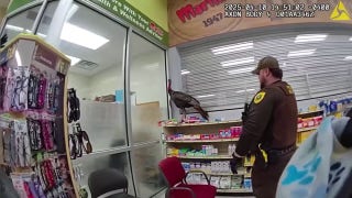 Wild turkey terrorizes supermarket until police capture it - Fox News
