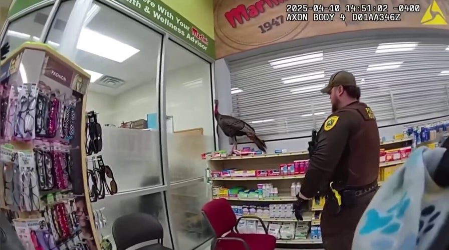 Wild turkey terrorizes supermarket until police capture it