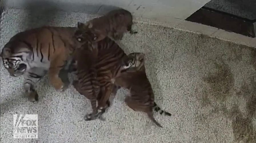Tiger cubs launch surprise ‘attack’ on their mother at Nashville Zoo